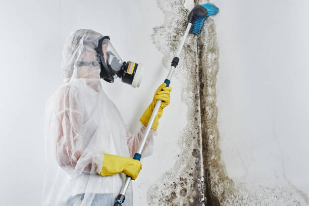 Best Mold Odor Removal Services  in Jarrettsville, MD